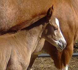 2010 Foal
