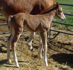 2010 Foal