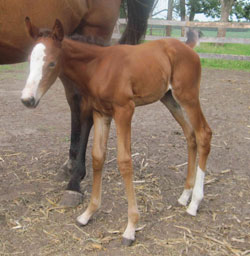 "Joy" -2011 Filly