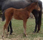 Filly