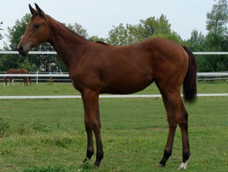 Filly