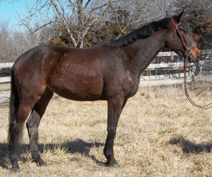 Seattles Design Star