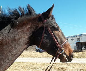 Seattles Design Star