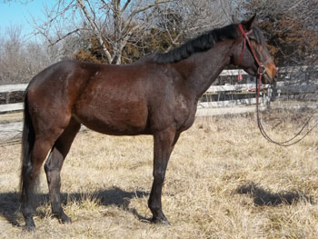 Seattles Design Star