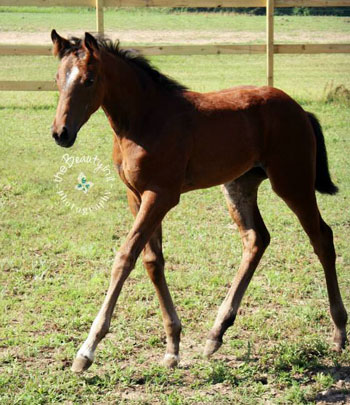 A Star Dirty Dancing 