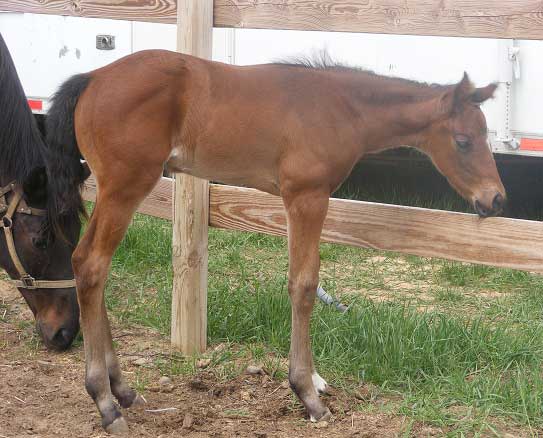 A Star Dirty Dancing 