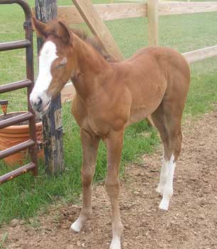 Staring My Leading Lady