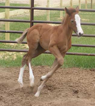 Staring My Leading Lady