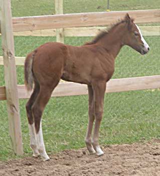 Staring My Leading Lady