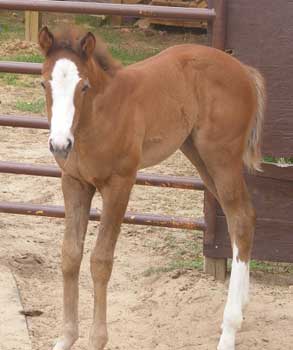 Staring My Leading Lady