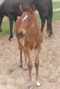 A Star Dirty Dancing 