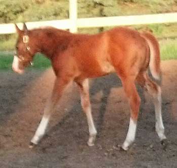 Filly