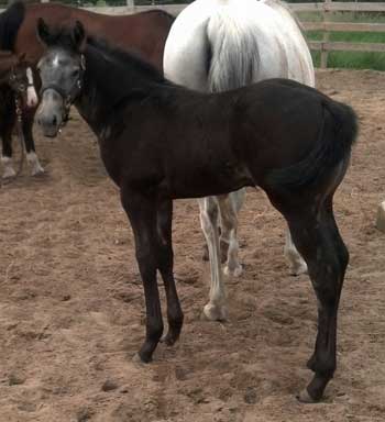 Jane Foal