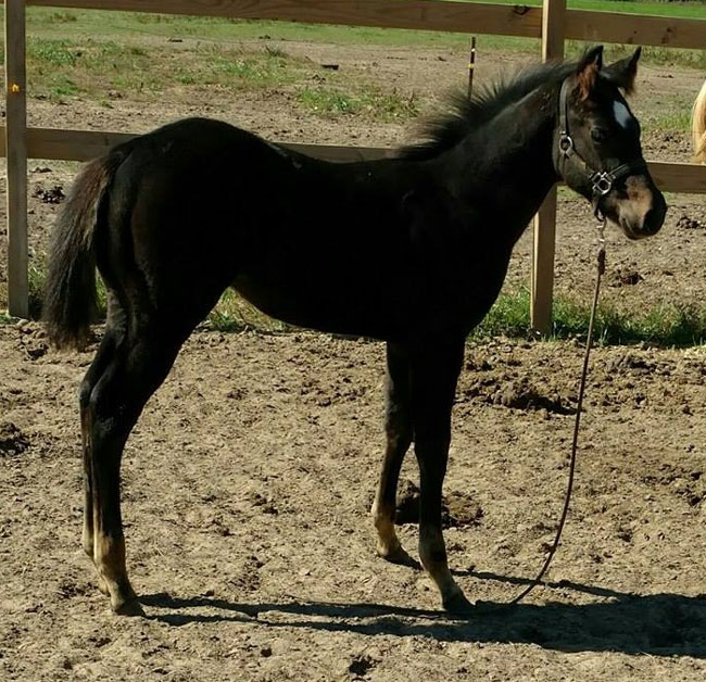 2016 Foals at Eclipse Quarter Horses