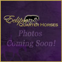 Eclipse Quarter Horses