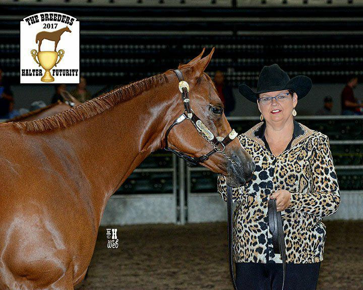 Shell Have Another AQHA Mare