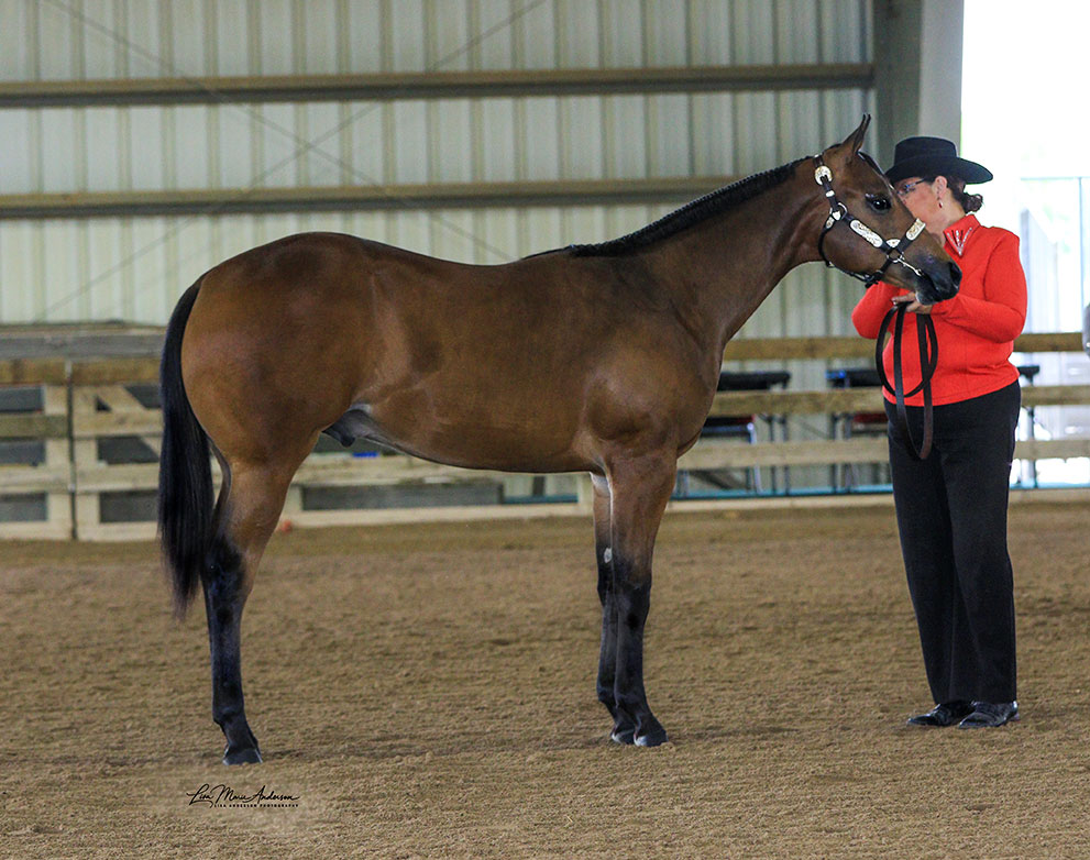 Citacion AQHA/APHA Bay Stallion