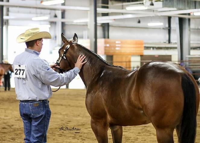 Citacion AQHA/APHA Bay Stallion