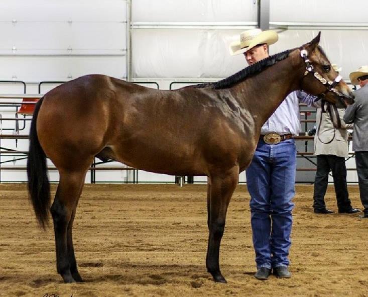 Citacion AQHA/APHA Bay Stallion