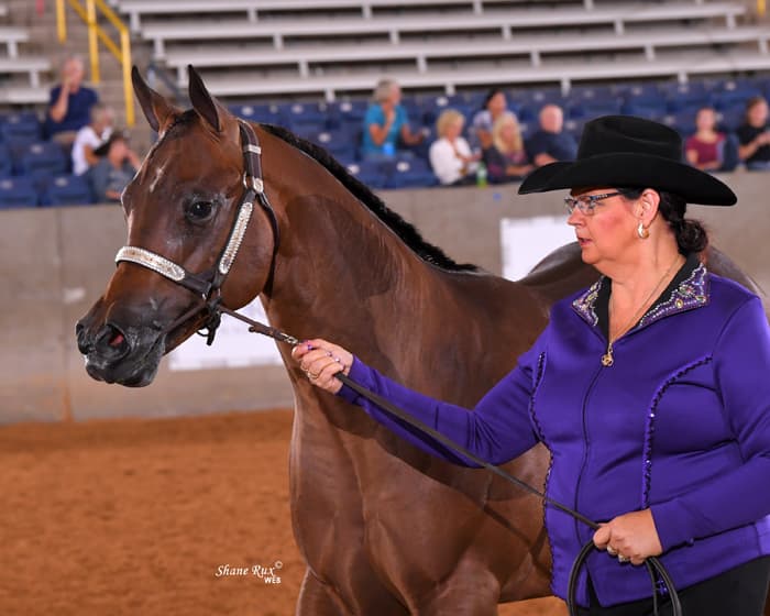 Citacion AQHA/APHA Bay Stallion