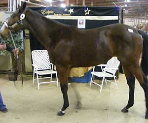 I Am A Big Star Now