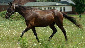 Bett