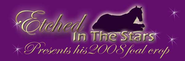 2008 Foal