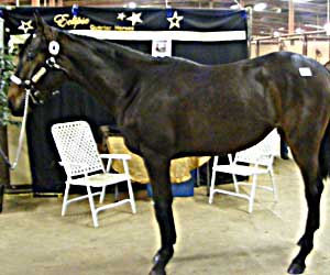 Seattles Design Star