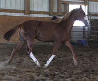 Mane-Janes-baby-moving