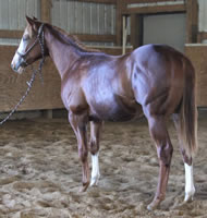 Mane-janes-yearling-standing